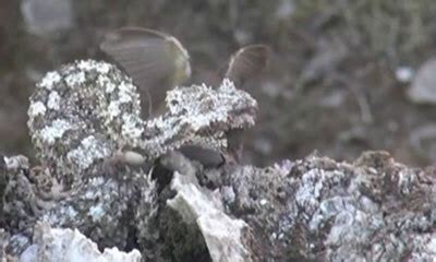 Une vipère capture un oiseau grâce à un leurre en forme d araignée