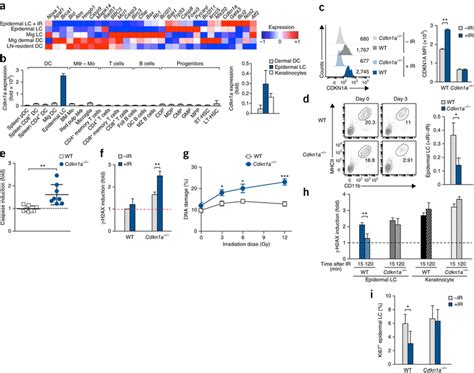 Overexpression Of Cdkn1a And Pro Survival Genes By LCs A Gene