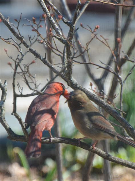 Birds courting and mating – Our Habitat Garden