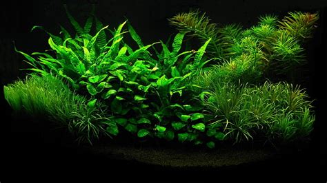 HD wallpaper: aquarium, green color, plant, growth, black background ...