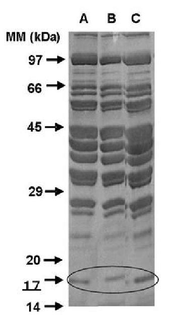 Myoglobin Band 17 KDa On SDS PAGE Gel In Sarcoplasmic Protein