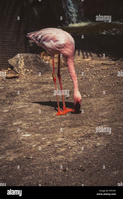 Pink flamingo eating Stock Photo - Alamy