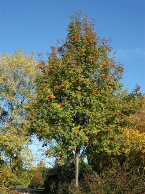 Sorbus aucuparia | Mountain ash, Rowan - Van den Berk Nurseries