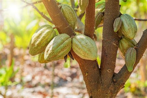 Cacao tree with cacao pods in a organic farm. 9638431 Stock Photo at ...