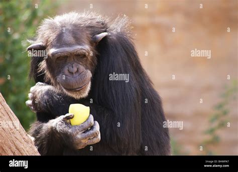 Monkey eating an apple hi-res stock photography and images - Alamy