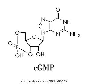 Cyclic Guanosine Monophosphate Cgmp Molecule Important Stock Vector