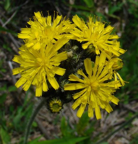 Meadow Hawkweed Backyard Habitat Nuisance Weeds Inaturalist