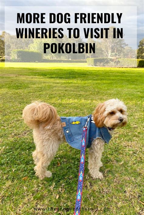 More Dog Friendly Wineries to Visit in Pokolbin | The Annoyed Thyroid