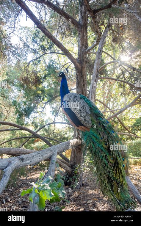 Beautiful Peacock Standing On Tree At Los Angeles County Arboretum