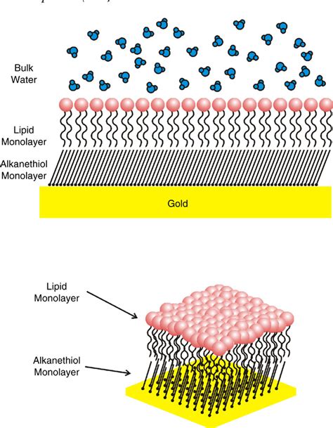 Figure 9 From Solid Supported Lipid Bilayers From Biophysical Studies