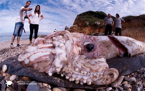 School-Bus-Size Giant Squid May Be Lurking Deep in the Sea | Live Science