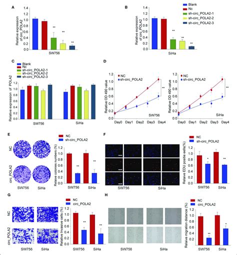 Silencing Circ POLA2 Inhibits Cervical Cancer Cell Proliferation