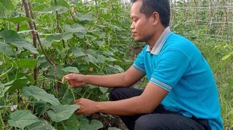 Atasi Serangan Babi Hutan Petani Tanahlaut Ini Tebarkan Potongan