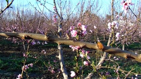 Peach Tree Pruning For High Yield Production Youtube