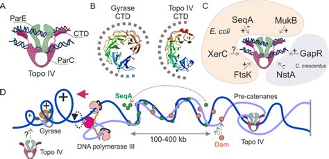 Topoisomerase IV And Its Function A Structure Of The Topo IV