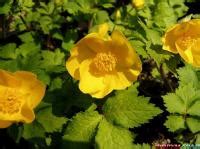 Купить Мак в Москве | Greendacha