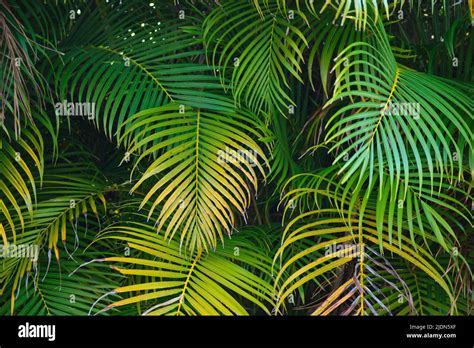 Beautiful Green Palm Tree Foliage In Tropical Forest Summer Rainforest