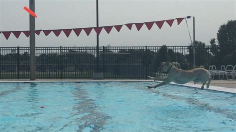 Photos: Doggie Dip Pool Day at Jorgensen YMCA outdoor pool – WANE 15