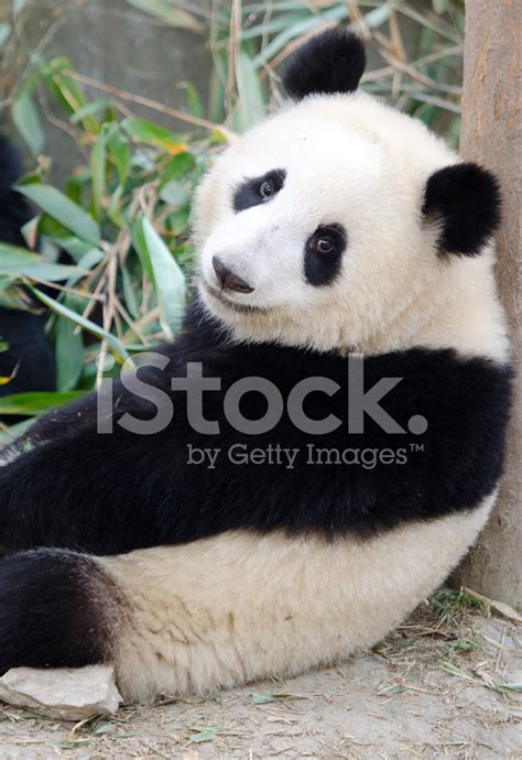 Giant Panda - China Stock Photo | Royalty-Free | FreeImages