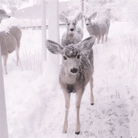 Deer 🎀🦌 Winter Fairy Pink Christmas Winter Princess