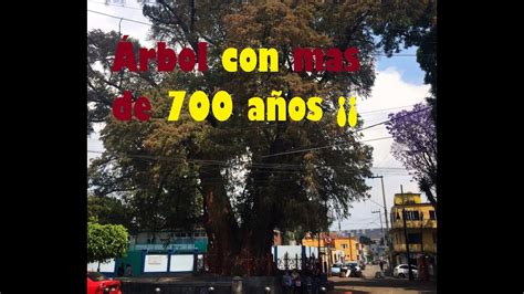 El árbol mas viejo de la CDMX YouTube