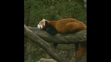 Малая красная панда – настоящее чудо природы. Настолько она мила и ...