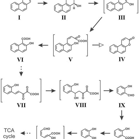 Structure Of Phenanthrene The Simplest Pah Containing Bay And K Region