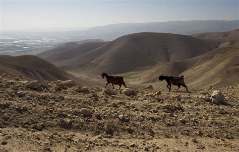 The Powerfully Human Israel Palestine Photography Of Ahmad Gharabli Vox