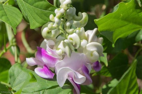 Вигна: свойства, польза, выращивание