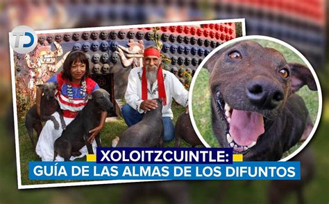 Xoloitzcuintle por qué es el perro que guía a los muertos Telediario