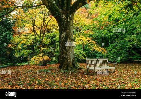 Woodland Seat Under Tree In Autumn Westonbirt Arboretum