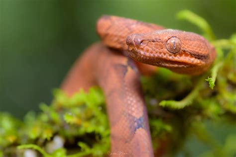 Annulated Tree Boa Corallus Annulatus The Nature Admirer