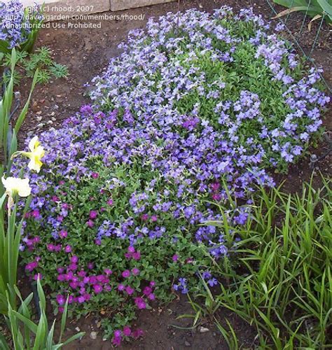 Plantfiles Pictures Aubrieta Species Rock Cress Aubrieta Deltoidea