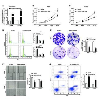 MiR 486 5p Suppresses The Proliferation And Migration Of NSCLC Cells