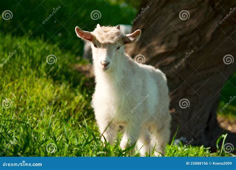 Goat grazing stock photo. Image of pets, white, spring - 25888156