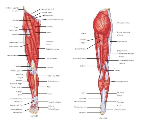 Neck Muscles Labeled Edrawmax Template The Best Porn Website