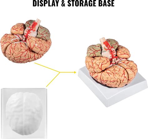 VEVOR Modelo de cerebro humano Anatomía Modelo de 4 partes de cerebro