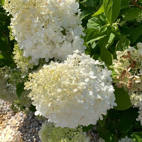 How To Propagate Smooth Hydrangea Grandiflora