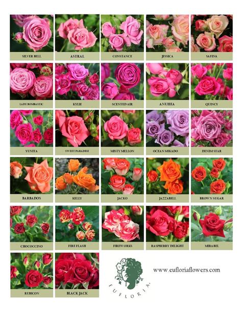 Rose Varieties Cut Flower Farm Types Of Flowers