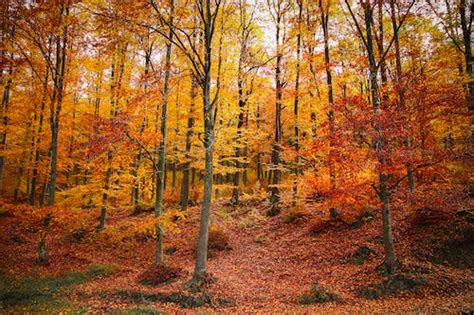 stock photo  colorful colors forest