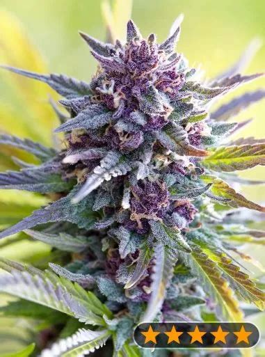 Grandaddy Purple Power Strains FEM | Original Seeds Store