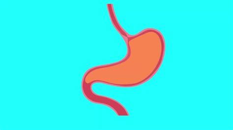 3d Human Digestive System Anatomy Animation Stock Footage Video (100% ...