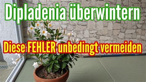 DIPLADENIA überwintern häufigsten FEHLER unbedingt vermeiden bei