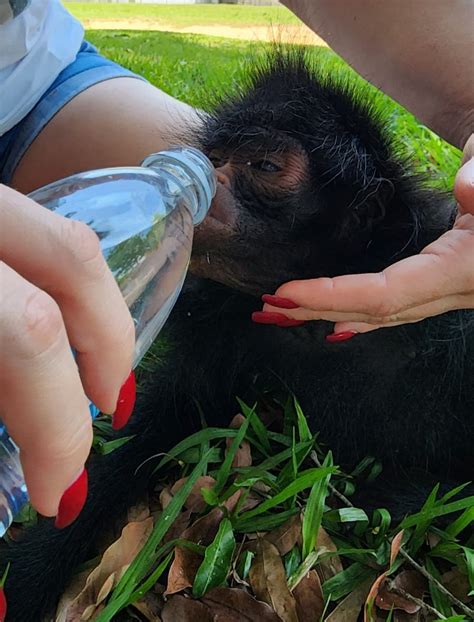 Macaco aranha resgatado após ser atropelado em Alta Floresta precisa de