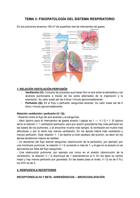 Tema Fisiopatolog A Del Sistema Respiratorio Tema Fisiopatolog A