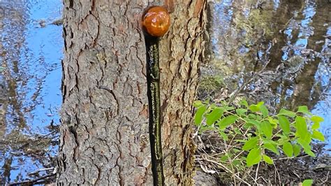 The Olde Shillelagh Walking Stick Youtube