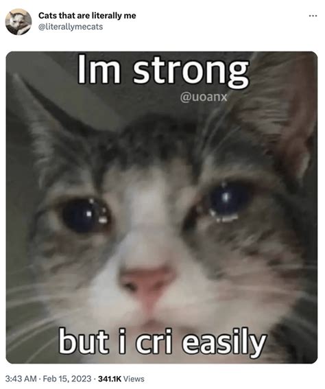 Cats That Are Literally Me Series Of Cat Tweets And Memes That Hit A