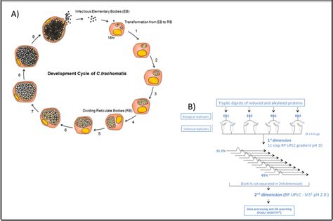 The C Trachomatis L2 Developmental Cycle A And The Experimental