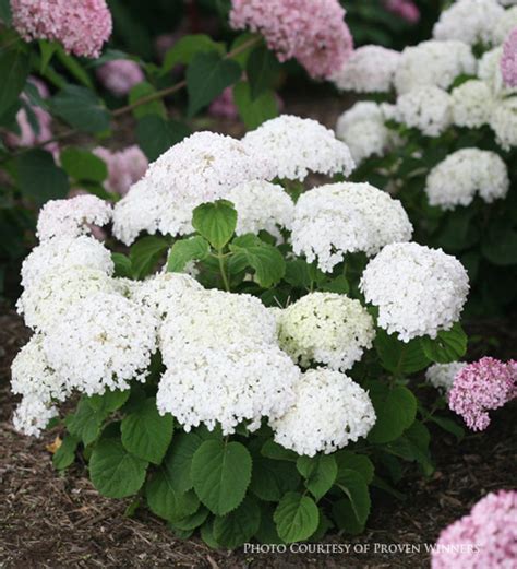 Three Dogs in a Garden: The New Dwarf Hydrangeas