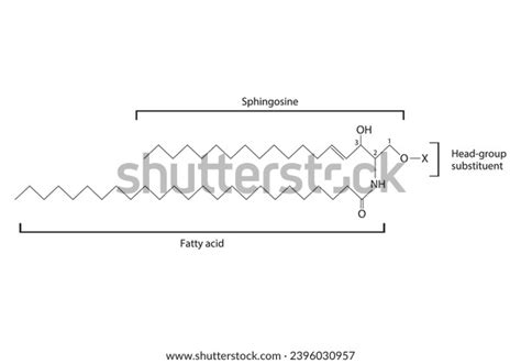 Diagram Showing Schematic Molecular Structure Sphingolipid Stock Vector Royalty Free